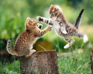 felinos-peliando-1280-x-1024