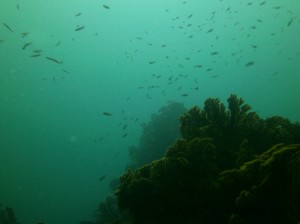 Isla de los ahorcados, Manabí. fondo submarino mostrando como los fondos de los arrecifes trabajan en conjunto con las especies de peces.