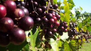 El aceite de semillas de uva muscadine "puede ayudar a mitigar la formación de nuevas células de grasa" gracias al tocotrienol, una forma de vitamina E no saturada. 
