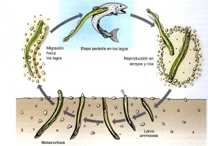 ciclo_de_vida_de_lamprea