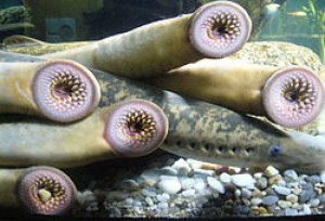 cropped-250px-Diversas_lampreas.1_-_Aquarium_Finisterrae1.jpg