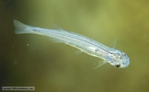 candiru (parasitic catfish): vandellia cirrhosa, penetrates urinogenital tract of swimming animals