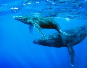 ballenas