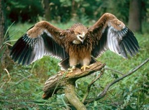 AGUILA