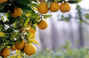 naranjas