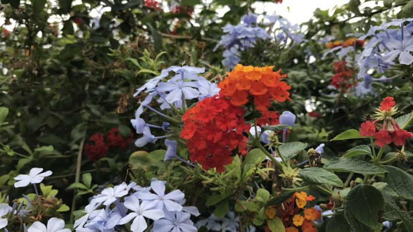 iphone7plus-imagenes