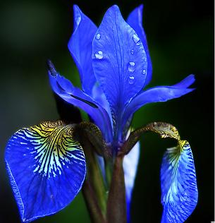 flor-azul
