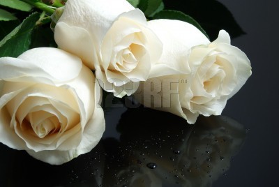 tres-rosas-blancas