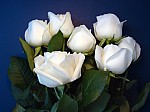 rosas-blancas-sobre-azul-34453