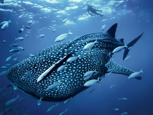 Whale-Shark