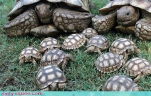 Tortoises+a+group+of+turtles+or+tortioses+is+called+a_2250b0_3842791