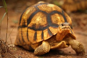 ploughshare-tortoise