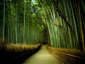 Bambu Japones