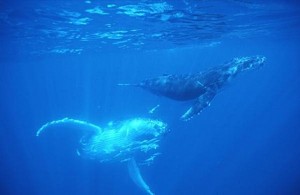 Dia Mundial de los Mares