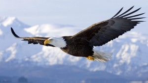 Aguila_calva_volando