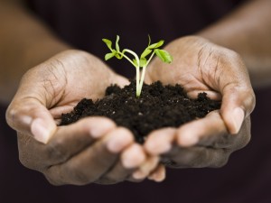 Woman's Hands Holding a Seedling