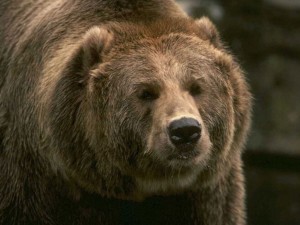 el_oso_kodiak