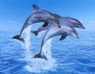 fotodelfines