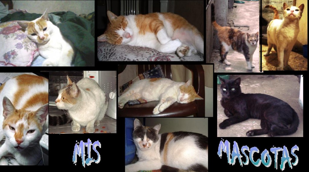 MIS MASCOTAS