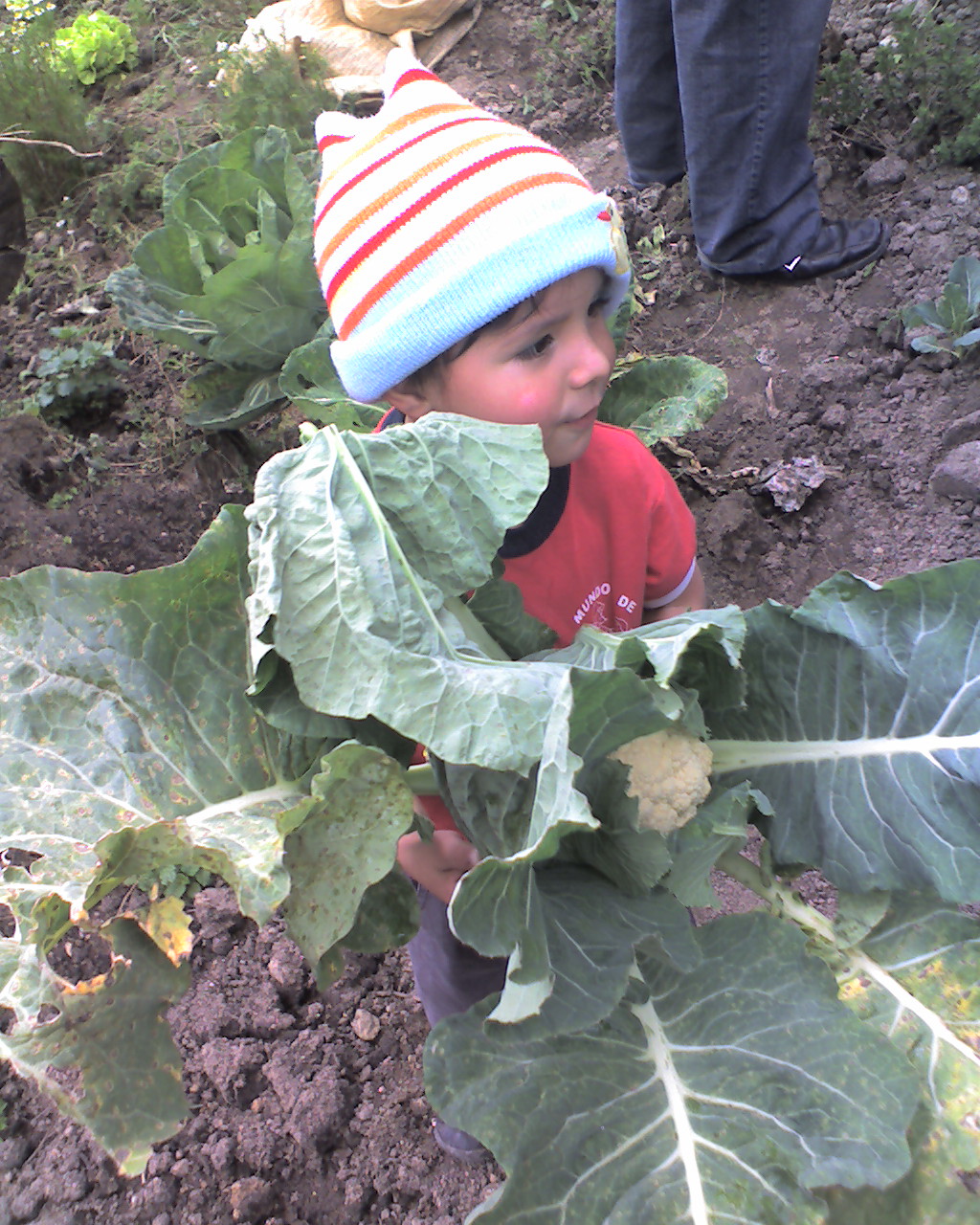 fancy lindap » mis sobrinos preciosos