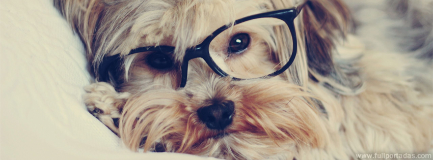 portada-para-facebook-perro-con-anteojos-negros