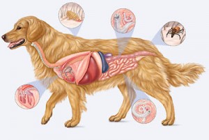 Dog-Parasites