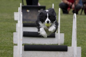 border collie flyball 1