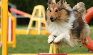 deco-mascotas-450-agility-xl-668x400x80xX