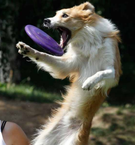 dogfrisbee-deportes-perros