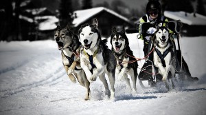 mushing-daniel-wildi-photography