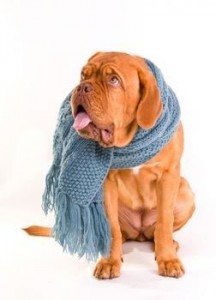 tos-de-perro-tos-de-la-perrera-216x300