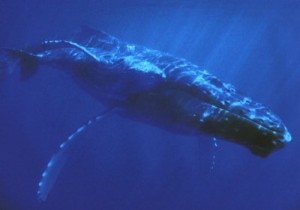 ballena-azul1