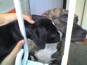 MI negro jugando con Zuzuka (el perro de una amiga)