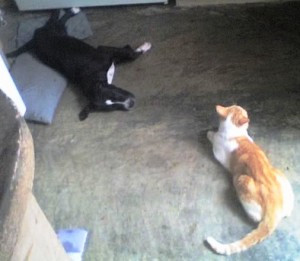 Esperando sus almuerzos en la cocina