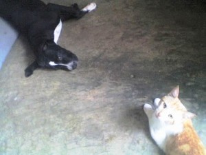 Con el gato de mi casa :)