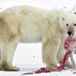 oso-polar-en-la-bahia-de-hudson