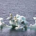 osos-polares-sobre-hielo-que-se-derrite