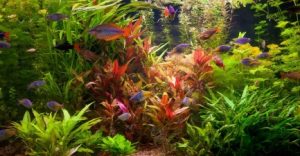 plantas acuario