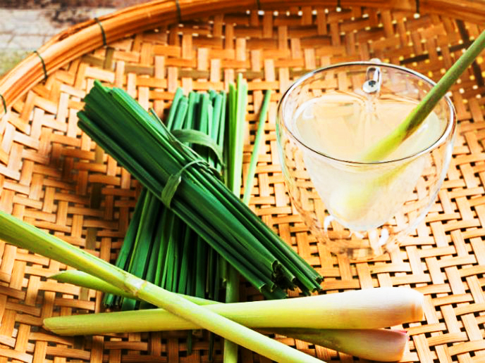 Infusión de Limoncillo, Malojillo o Hierba limón Plantas