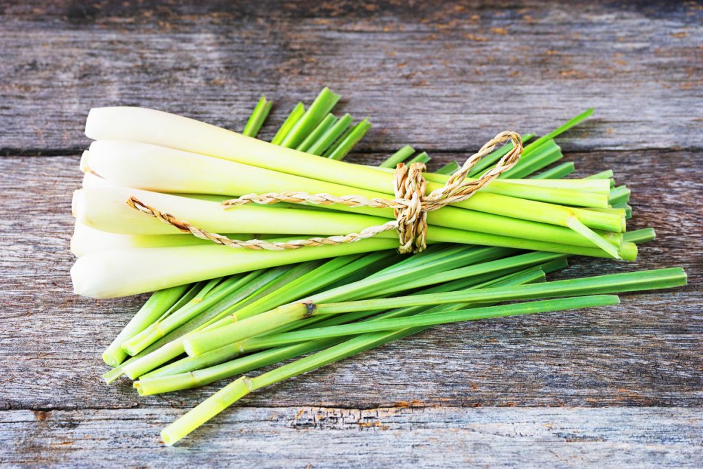 Infusión De Limoncillo Malojillo O Hierba Limón Plantas Medicinales