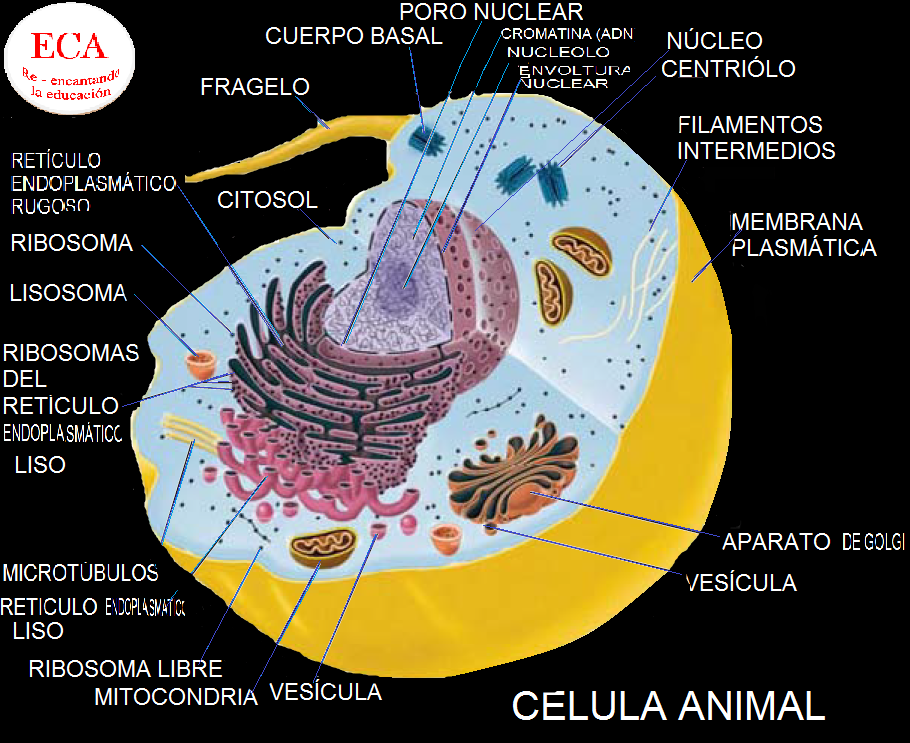 celula-animal