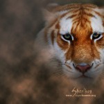 sherikon-10242