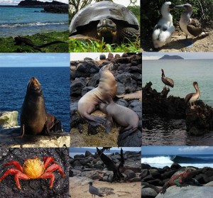 fauna-de-galapagos