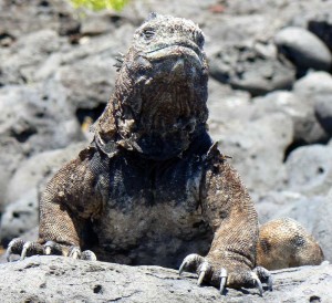 Iguana de Galapagos