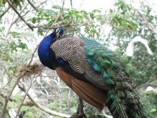 zoologicoelpantanal