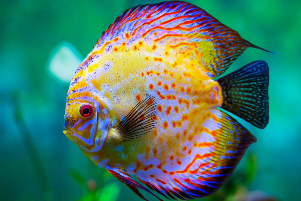 pez disco amazonas