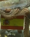 Pulpo-Paul-caja-Espana