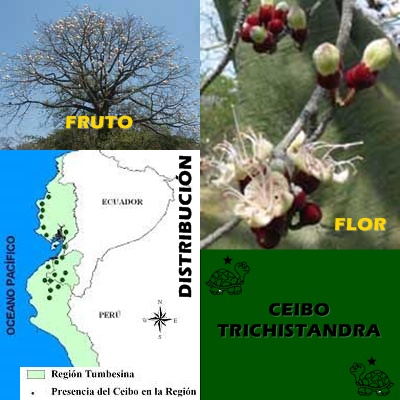 FLOR, FRUTO Y DISTRIBUCION DEL CEIBO TRICHISTANDRA