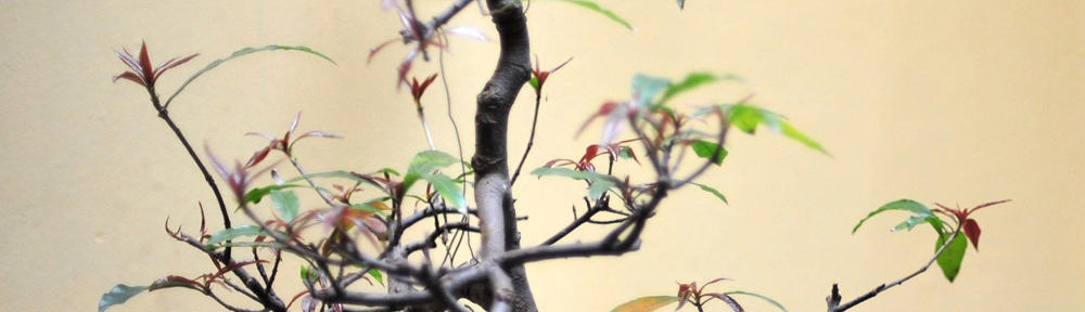 tipos de plantas y su uso